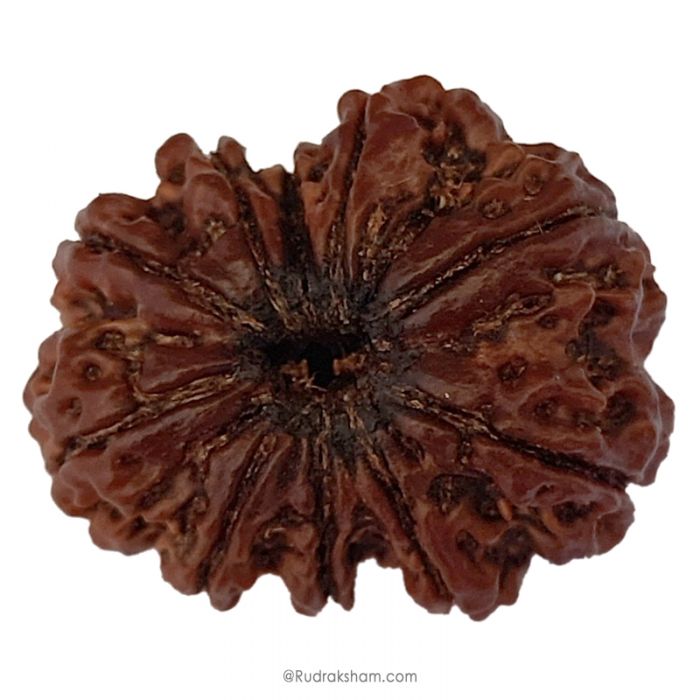(30.78mm) 10 Mukhi Rudraksha Super Collector Bead | 10 Mukhi Rudraksha Bead | Ten Faced ( Dus Mukhi ) Energised and Authentic Shiva Rudraksha from Nepal - Super Collector Bead