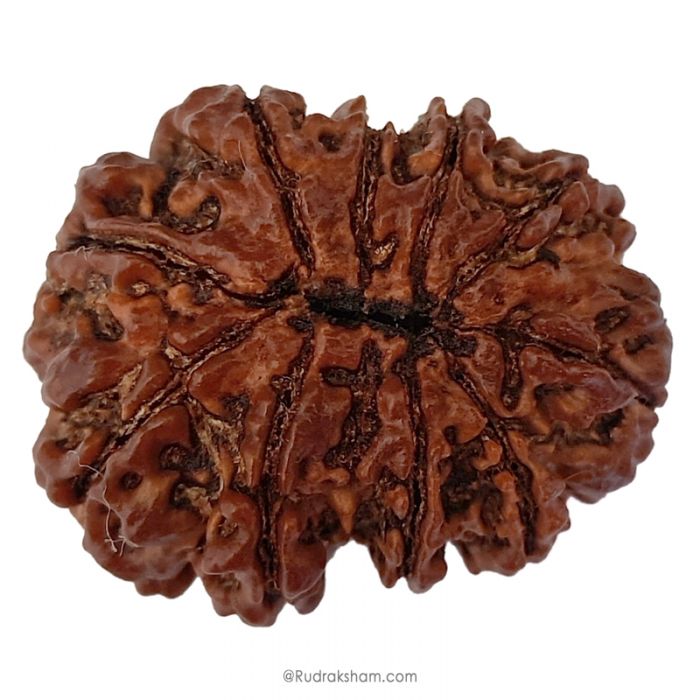 (30.78mm) 10 Mukhi Rudraksha Super Collector Bead | 10 Mukhi Rudraksha Bead | Ten Faced ( Dus Mukhi ) Energised and Authentic Shiva Rudraksha from Nepal - Super Collector Bead