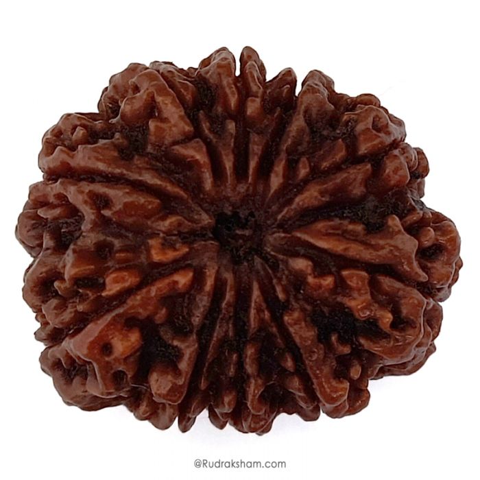 (31.15mm) 10 Mukhi Rudraksha Super Collector Bead | Ten Mukhi Rudraksha Bead | Dus Mukhi , Ten Faced Nepali Rudraksha in Vedic Astrology , Lord Narayan Rudraksha Bead
