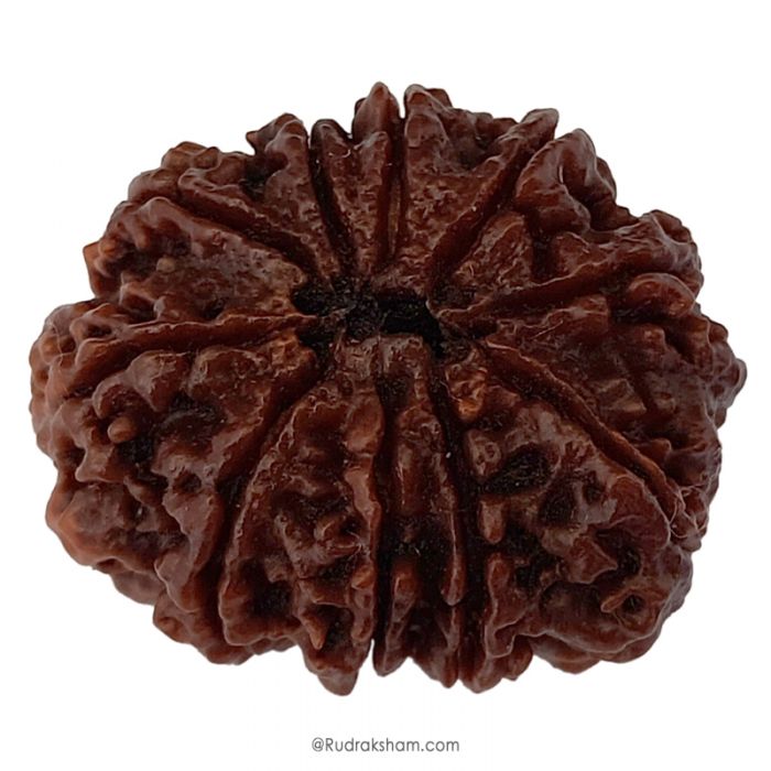 (31.15mm) 10 Mukhi Rudraksha Super Collector Bead | Ten Mukhi Rudraksha Bead | Dus Mukhi , Ten Faced Nepali Rudraksha in Vedic Astrology , Lord Narayan Rudraksha Bead