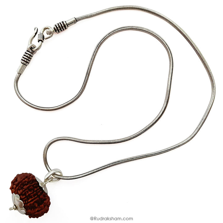 11 Mukhi Rudraksha Bead Online | Original and Energised Eleven Mukhi Rudraksha, 11 Faced Bead Benefits