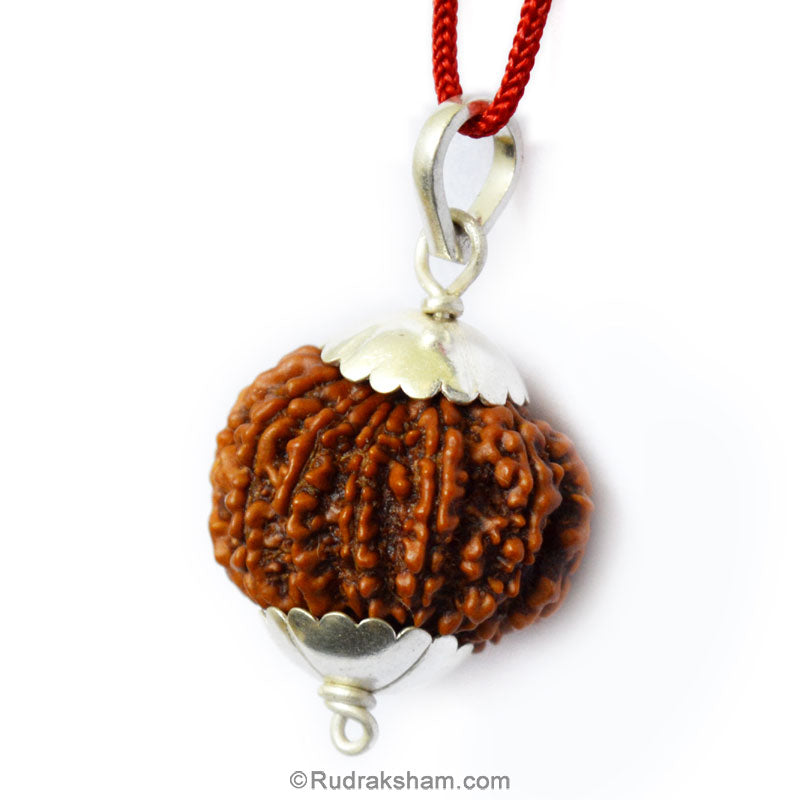 Collector 11 Mukhi Rudraksha Pendant