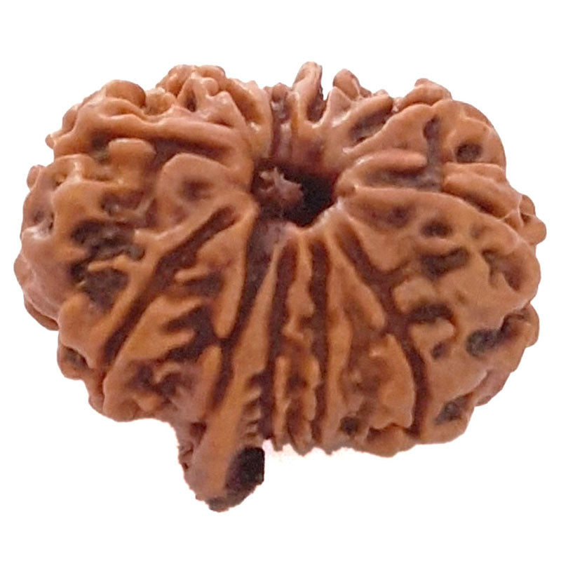  Buy Original Energised and pure Eleven Mukhi Rudraksham - 1