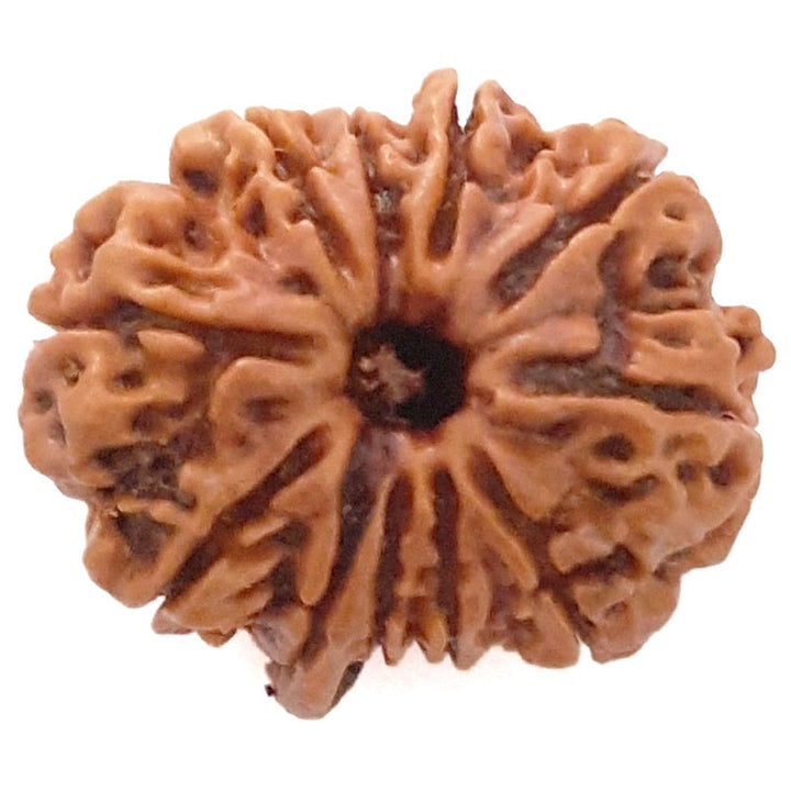 (23.06mm) 11 Mukhi Ganesh Rudraksha Bead from Nepal