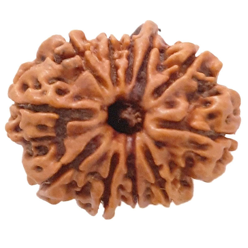(23.06mm) 11 Mukhi Ganesh Rudraksha Bead from Nepal