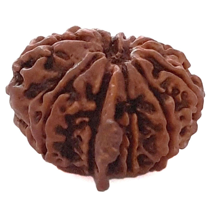 (23.79mm) 11 Mukhi Ganesh Rudraksha Bead | Natural and Pure Eleven ( Gyarah ) Mukhi Rudraksha - 3