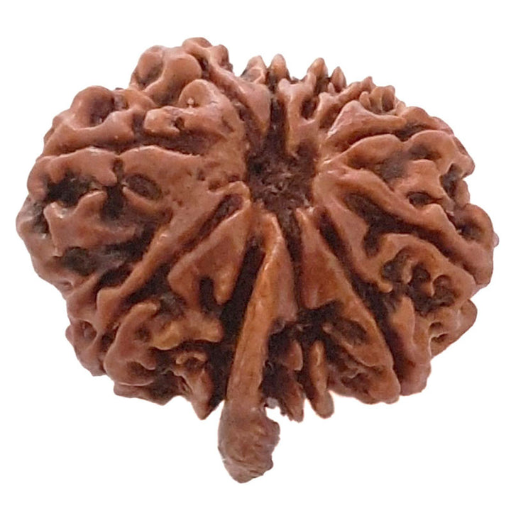 (23.79mm) 11 Mukhi Ganesh Rudraksha Bead | Natural and Pure Eleven ( Gyarah ) Mukhi Rudraksha - 3