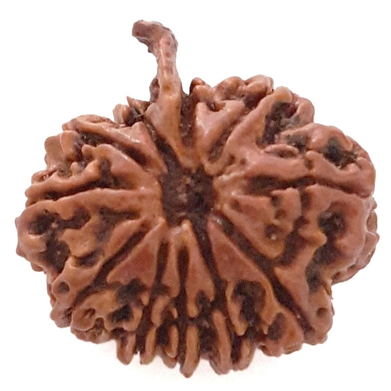 (23.79mm) 11 Mukhi Ganesh Rudraksha Bead | Natural and Pure Eleven ( Gyarah ) Mukhi Rudraksha - 3