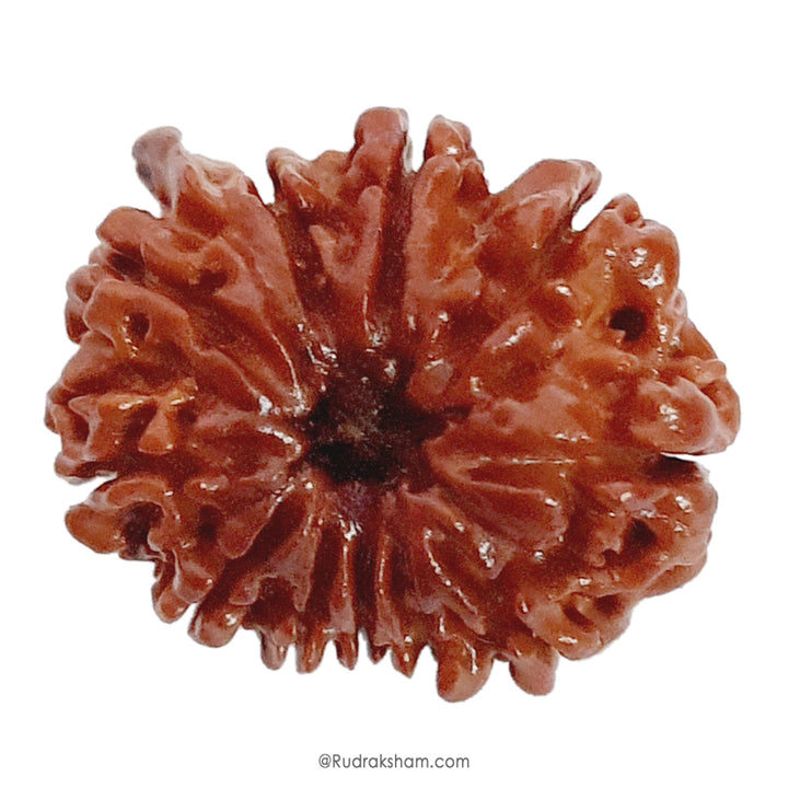 (23.06mm) 11 Mukhi Ganesh Rudraksha Bead from Nepal