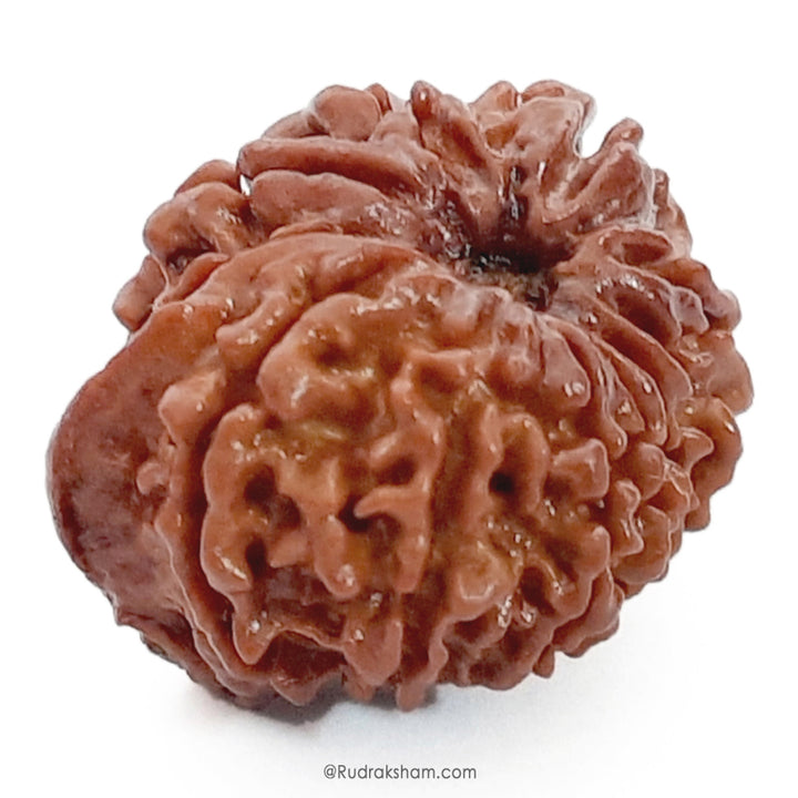  Buy Original Energised and pure Eleven Mukhi Rudraksham - 1