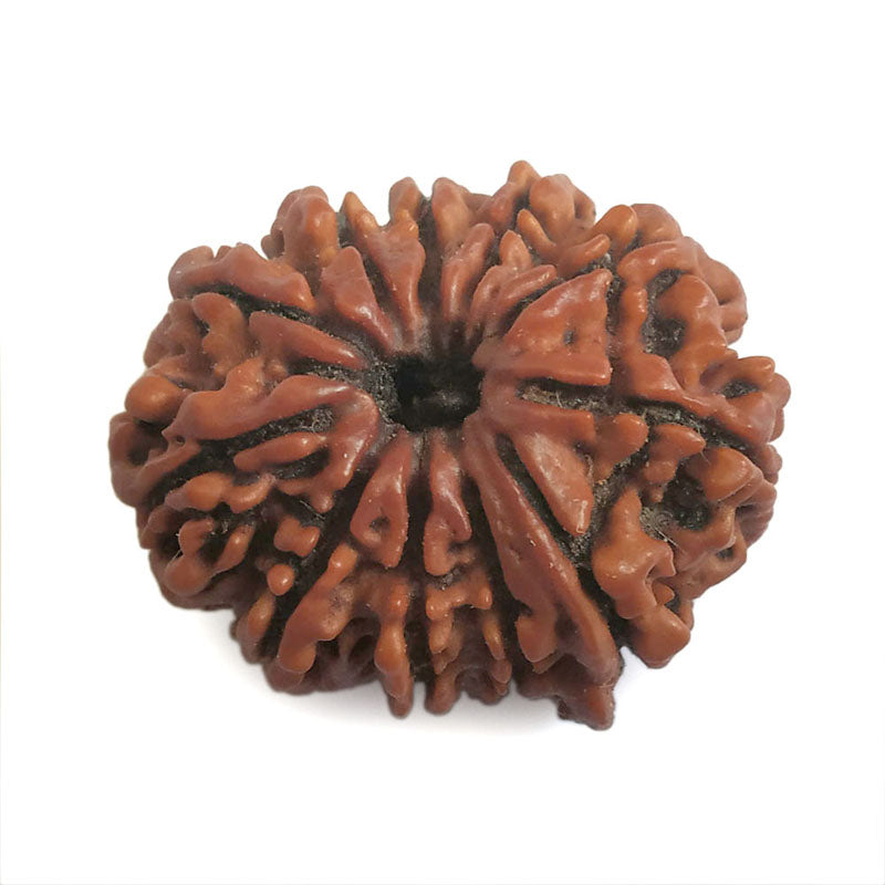  Buy Original Energised and pure Eleven Mukhi Rudraksham - 1