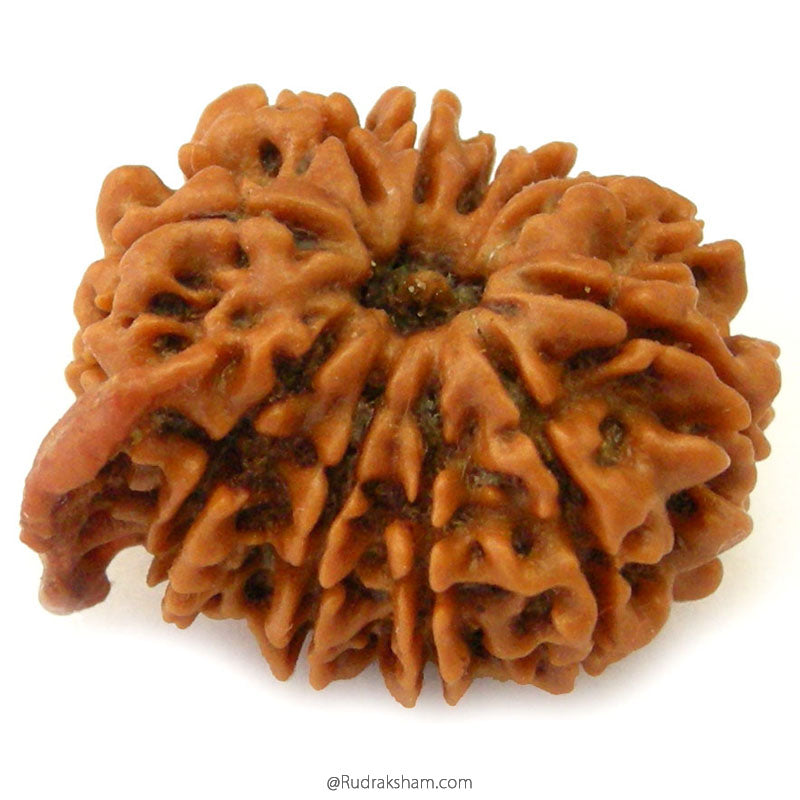 (23.06mm) 11 Mukhi Ganesh Rudraksha Bead from Nepal
