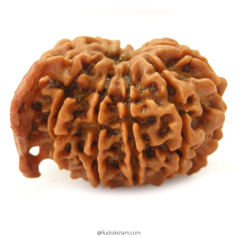  Buy Original Energised and pure Eleven Mukhi Rudraksham - 1