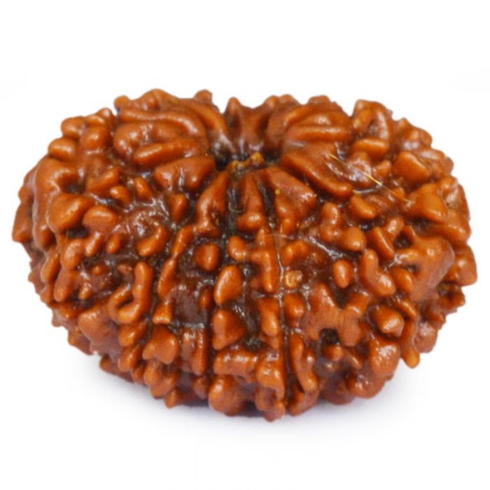 11 Mukhi Rudraksha Bead Online | Original and Energised Eleven Mukhi Rudraksha, 11 Faced Bead Benefits