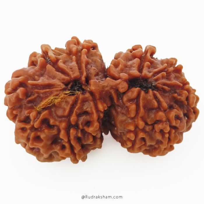 (27.27mm) Gauri Shankar Rudraksha Bead | 11 Mukhi Gauri Shankar Rudraksha | Gauri Shankar Rudraksha Eleven Mukhi | Shiva Parvati Nepal Bead | Original Energised 100% Natural Bead