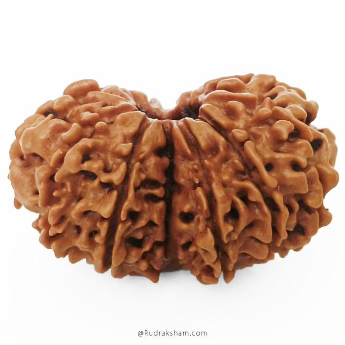 (28.00mm) Gauri Shankar Rudraksha Bead | 11 Mukhi Gauri Shankar Rudraksha | Gauri Shankar Rudraksha Eleven Mukhi | Shiva Parvati Nepal Bead | Original Energised 100% Natural Bead