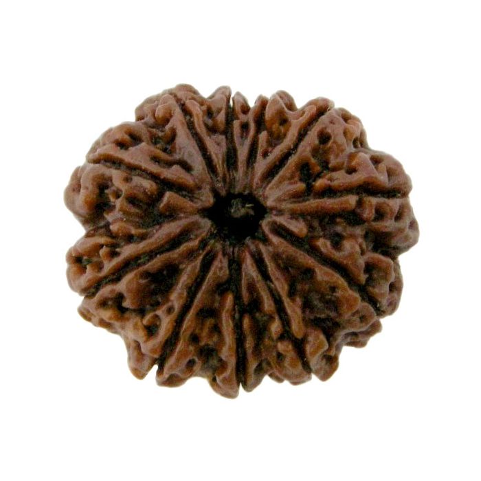 (28.66mm) 11 Mukhi Rudraksha Super Collector Bead | Eleven Mukhi Rudraksha Bead | Gyarah Mukhi Nepali Rudraksha Bead | 11 Mukhi Rudraksha Mantra and Benefits