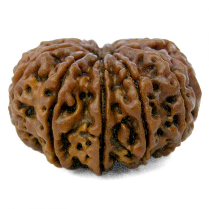 (28.66mm) 11 Mukhi Rudraksha Super Collector Bead | Eleven Mukhi Rudraksha Bead | Gyarah Mukhi Nepali Rudraksha Bead | 11 Mukhi Rudraksha Mantra and Benefits