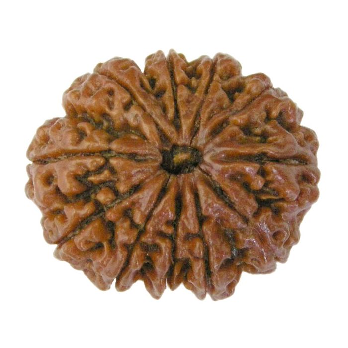(28.73mm) 11 Mukhi Rudraksha Super Collector Bead | 11 Mukhi Rudraksha Bead | Eleven Faced ( Gyarah Mukhi ) Energised and Authentic Shiva Rudraksha from Nepal- Super Collector Bead