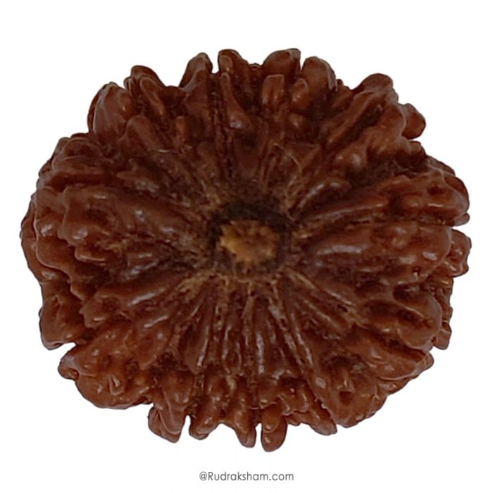 (29.79mm) 11 Mukhi Rudraksha Super Collector Bead | Gyarah Mukhi, Eleven Faced Rudraksha from Nepal | Benefits of 11 Mukhi Super Collector Rudraksha