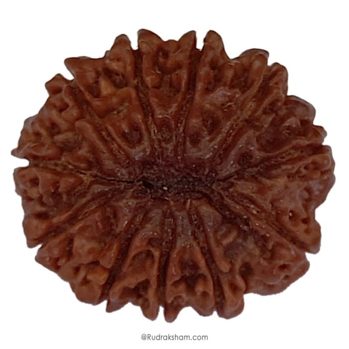 (29.79mm) 11 Mukhi Rudraksha Super Collector Bead | Gyarah Mukhi, Eleven Faced Rudraksha from Nepal | Benefits of 11 Mukhi Super Collector Rudraksha