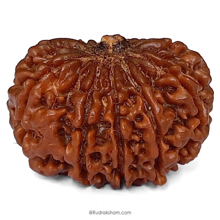 (29.79mm) 11 Mukhi Rudraksha Super Collector Bead | Gyarah Mukhi, Eleven Faced Rudraksha from Nepal | Benefits of 11 Mukhi Super Collector Rudraksha