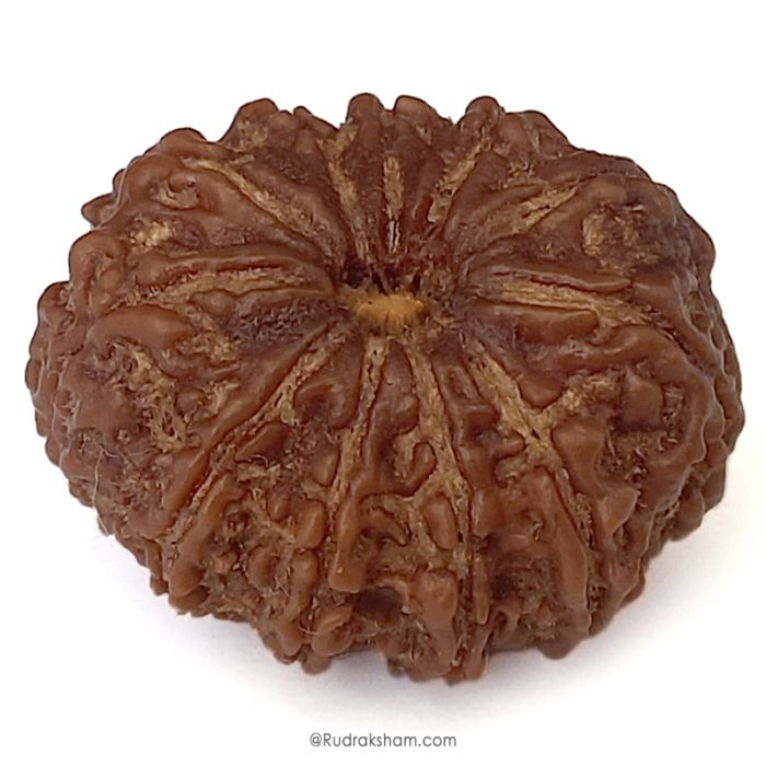 (30.05mm) 11 Mukhi Rudraksha Super Collector Bead | 11 Face Rudraksha Bead | Gyarah Mukhi, Eleven Faced Shiva Bead From Nepal - Lord Hanuman Rudraksha