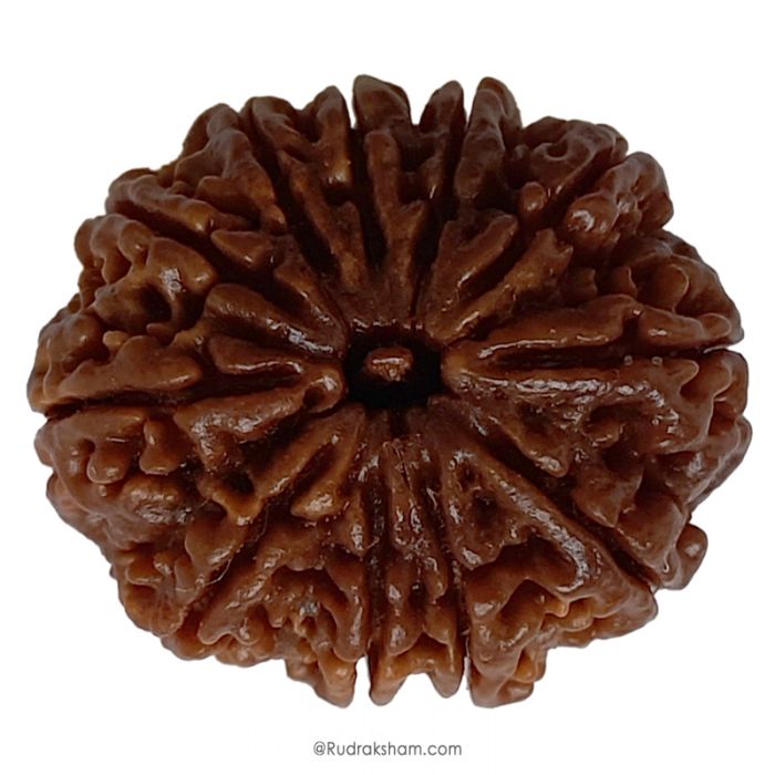 (30.09mm) 11 Mukhi Rudraksha Super Collector Bead | Eleven Mukhi Rudraksha Bead | Gyarah Mukhi, Eleven Faced Rudraksha Nepal Origin Shiva Bead - Energised Super Collector Bead