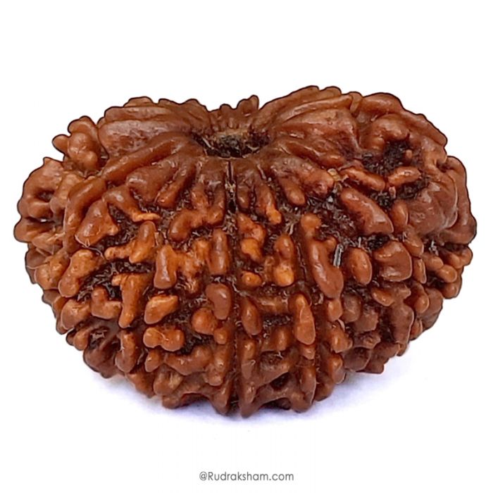 (30.45mm) 11 Mukhi Rudraksha Super Collector Bead | Eleven Mukhi Rudraksha Bead | Buy Online Energised And Original Gyarah Mukhi, Eleven (11) Faced Rudraksha From Nepal - Super Collector Bead