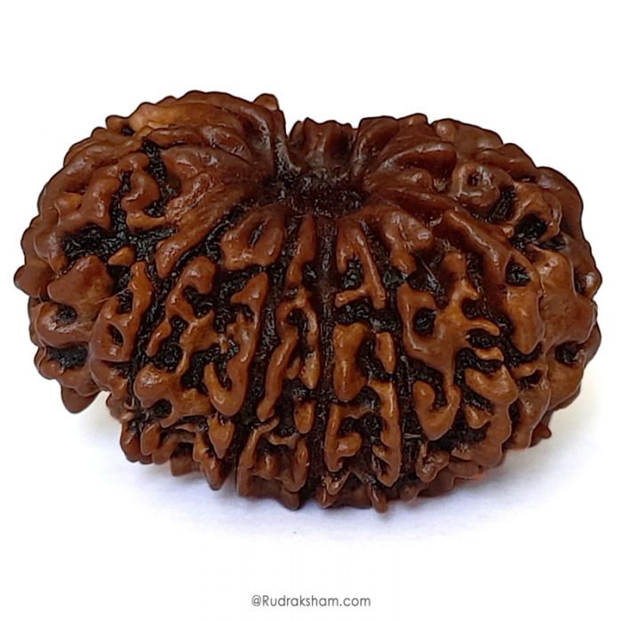 (30.57mm) 11 Mukhi Rudraksha Super Collector Bead | Gyarah Mukhi ( 11 ) , Eleven Faced Nepali Rudraksha Bead | 11 Mukhi Rudraksha In Vedic Astrology, Benefits And Mantra