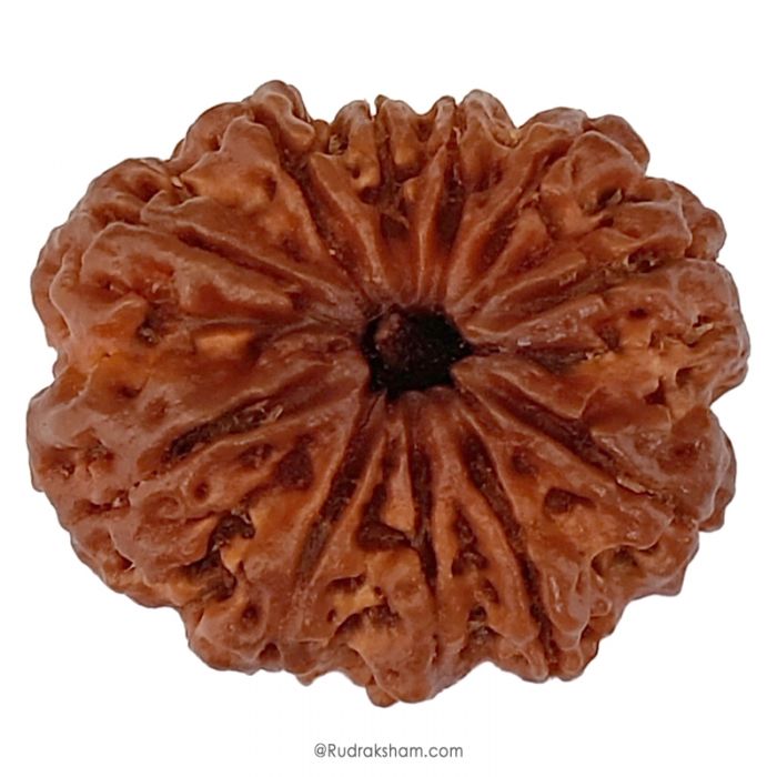 (30.62mm) 11 Mukhi Rudraksha Super Collector Bead | 11 Mukhi Rudraksha Bead | Gyarah Mukhi - Eleven Faced Rudraksha Nepal Origin, Buy Online Energised And Original 11 Mukhi Rudraksha - Super Collector Bead