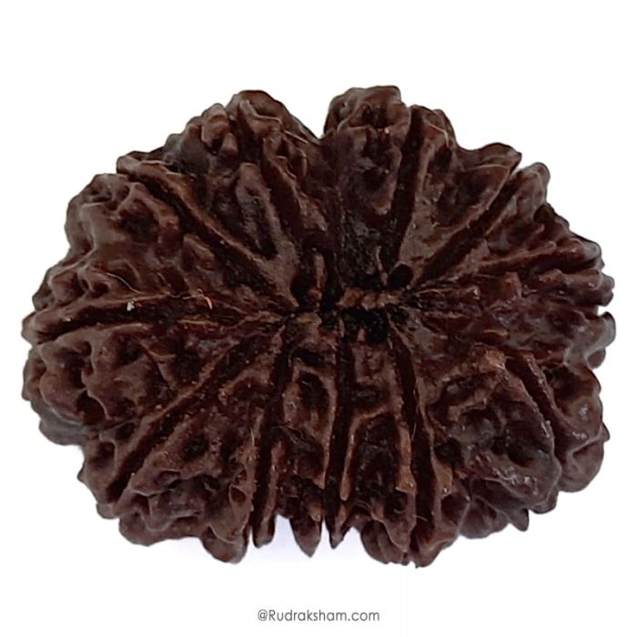 (32.55mm) 11 Mukhi Rudraksha Super Collector Bead | 11 Mukhi Rudraksha Bead | Gyarah Mukhi, Eleven Faced Nepal Rudraksha Bead Buy Online Natural Authentic And Energised 11 Mukhi Super Collector Bead