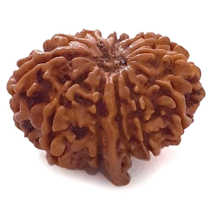 (24.75mm) 12 Mukhi Ganesh Rudraksha Bead | Twelve 12 Faced Ganesh Rudraksha from Nepal | Energised & Pure Rudraksha - 2