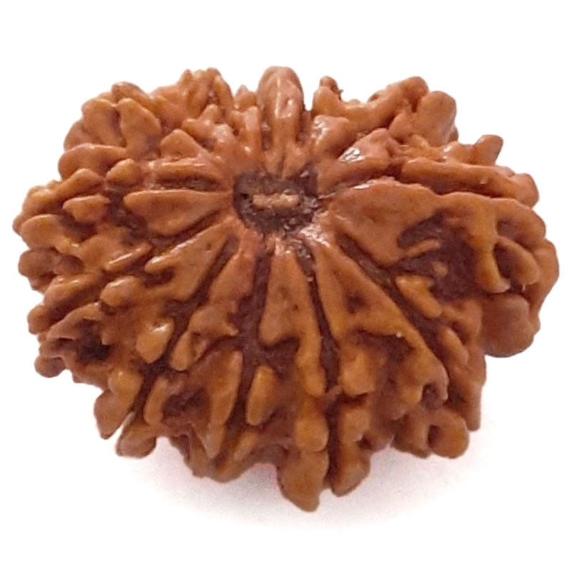 (24.75mm) 12 Mukhi Ganesh Rudraksha Bead | Twelve 12 Faced Ganesh Rudraksha from Nepal | Energised & Pure Rudraksha - 2