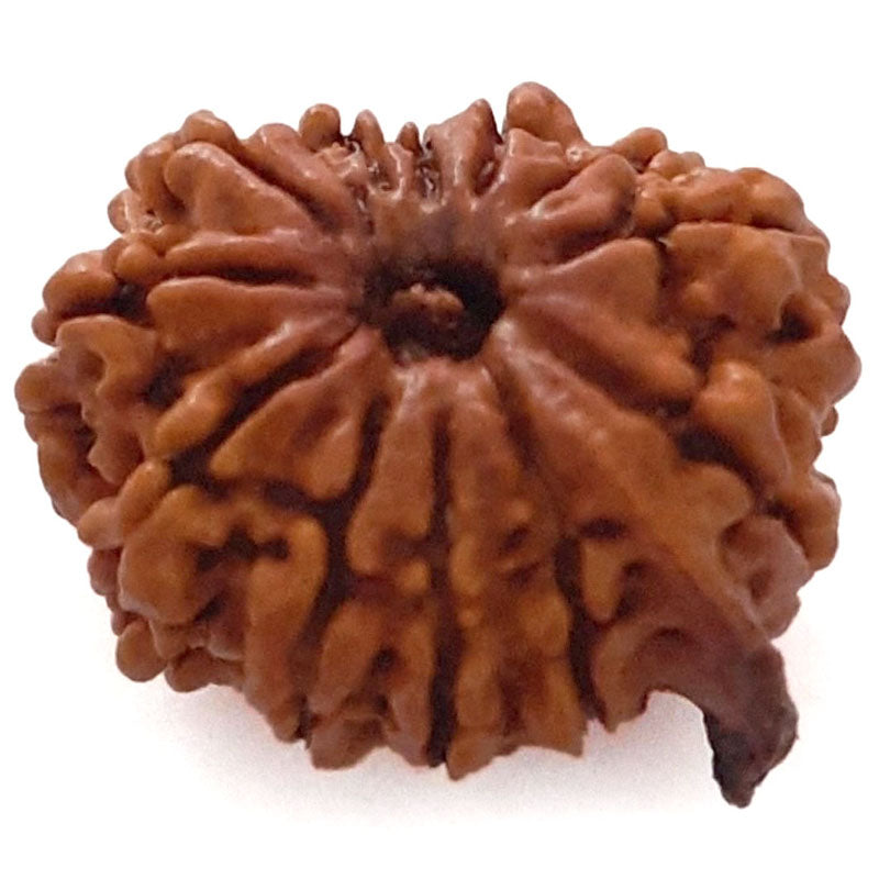 (23.43mm) 12 Mukhi Ganesh Rudraksha | Twelve 12 Faced Ganesh Bead | Barah Mukhi Energised & Original Rudraksham Benefits And Mantra - 3