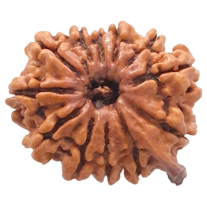 (23.43mm) 12 Mukhi Ganesh Rudraksha | Twelve 12 Faced Ganesh Bead | Barah Mukhi Energised & Original Rudraksham Benefits And Mantra - 3