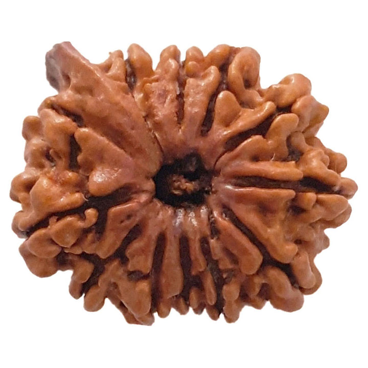 (23.43mm) 12 Mukhi Ganesh Rudraksha | Twelve 12 Faced Ganesh Bead | Barah Mukhi Energised & Original Rudraksham Benefits And Mantra - 3