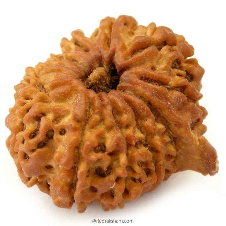 (25.65mm) 12 Mukhi Ganesh Rudraksha Bead from Nepal | Twelve 12 Faced Ganesha Energised & Original Rudraksham Benefits and Mantra 