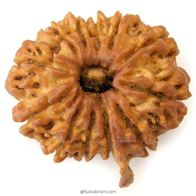 (25.65mm) 12 Mukhi Ganesh Rudraksha Bead from Nepal | Twelve 12 Faced Ganesha Energised & Original Rudraksham Benefits and Mantra 