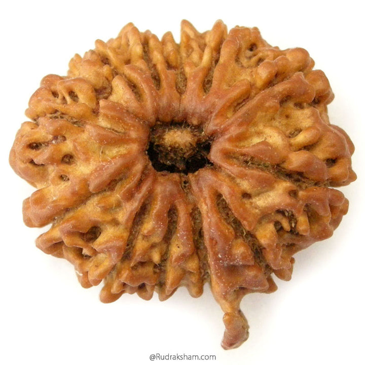 (25.65mm) 12 Mukhi Ganesh Rudraksha Bead from Nepal | Twelve 12 Faced Ganesha Energised & Original Rudraksham Benefits and Mantra 