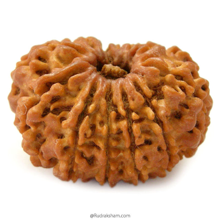 (25.65mm) 12 Mukhi Ganesh Rudraksha Bead from Nepal | Twelve 12 Faced Ganesha Energised & Original Rudraksham Benefits and Mantra 