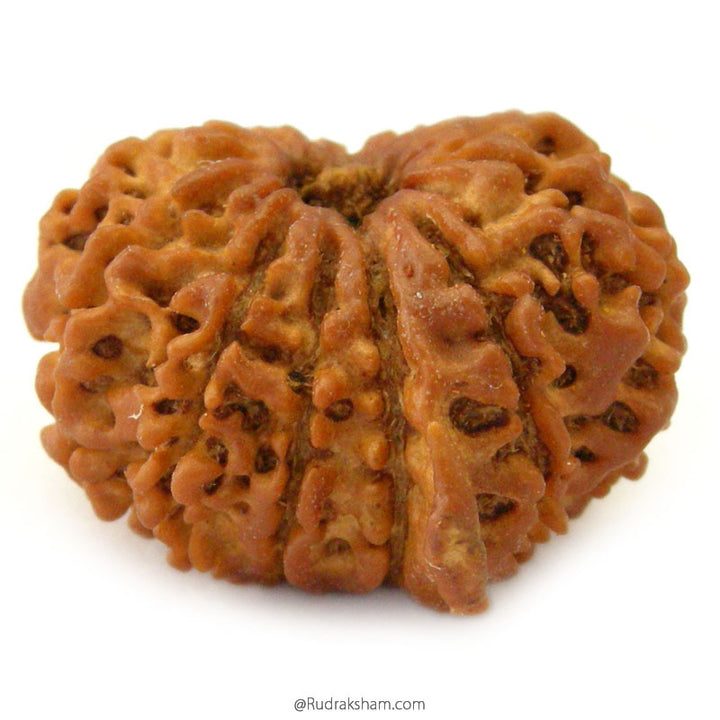 (25.65mm) 12 Mukhi Ganesh Rudraksha Bead from Nepal | Twelve 12 Faced Ganesha Energised & Original Rudraksham Benefits and Mantra 