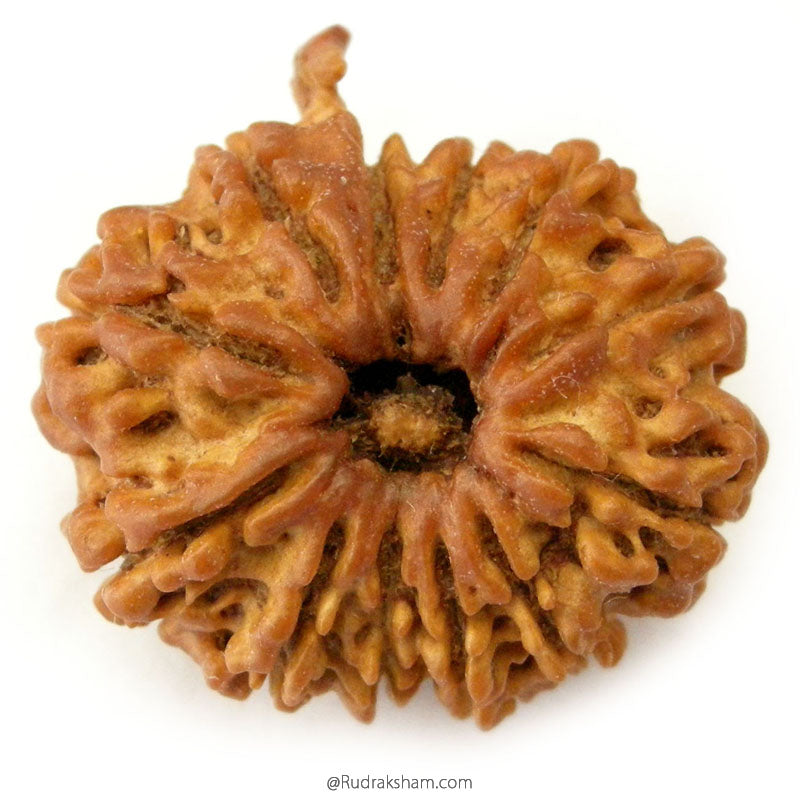 (25.65mm) 12 Mukhi Ganesh Rudraksha Bead from Nepal | Twelve 12 Faced Ganesha Energised & Original Rudraksham Benefits and Mantra 