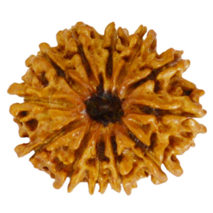 12 Mukhi Rudraksha Bead | Barah Mukhi, Buy Online Twelve Faced Energised Natural Nepal Rudraksha Bead