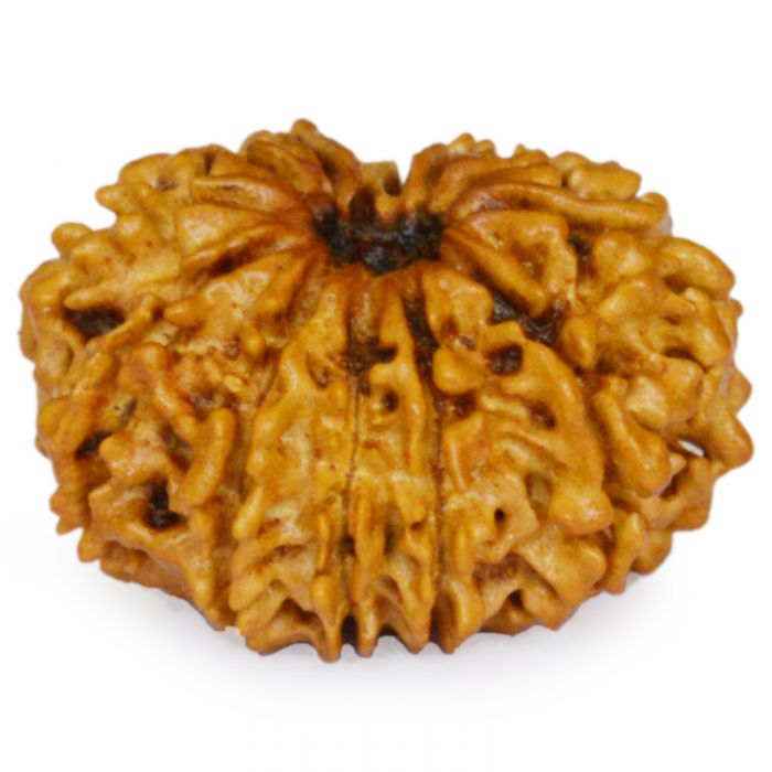 12 Mukhi Rudraksha Bead | Barah Mukhi, Buy Online Twelve Faced Energised Natural Nepal Rudraksha Bead