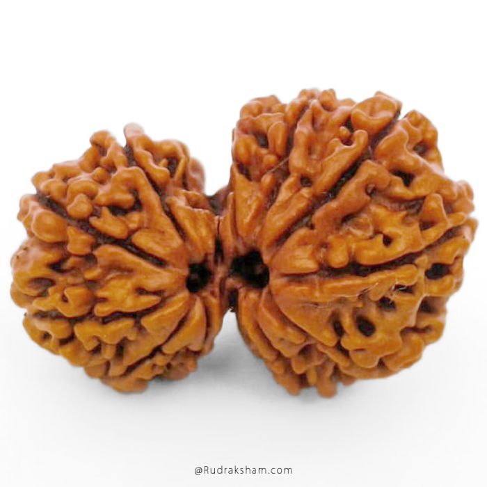 (29.52mm) Gauri Shankar Rudraksha Bead | 12 Mukhi Gauri Shankar Rudraksha | Gauri Shankar Rudraksha Twelve Mukhi | Shiva Parvati Nepal Bead | Original Energised 100% Natural Bead