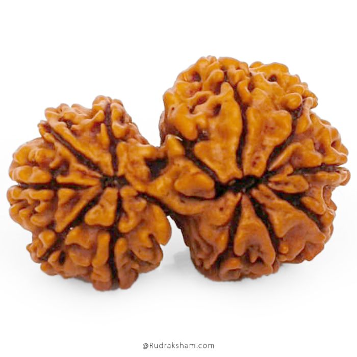 (29.52mm) Gauri Shankar Rudraksha Bead | 12 Mukhi Gauri Shankar Rudraksha | Gauri Shankar Rudraksha Twelve Mukhi | Shiva Parvati Nepal Bead | Original Energised 100% Natural Bead