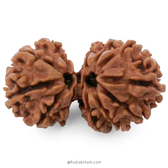 (31.12mm) Gauri Shankar Rudraksha Bead | 12 Mukhi Gauri Shankar Rudraksha | Gauri Shankar Rudraksha Twelve Mukhi | Shiva Parvati Nepal Bead | Original Energised 100% Natural Bead