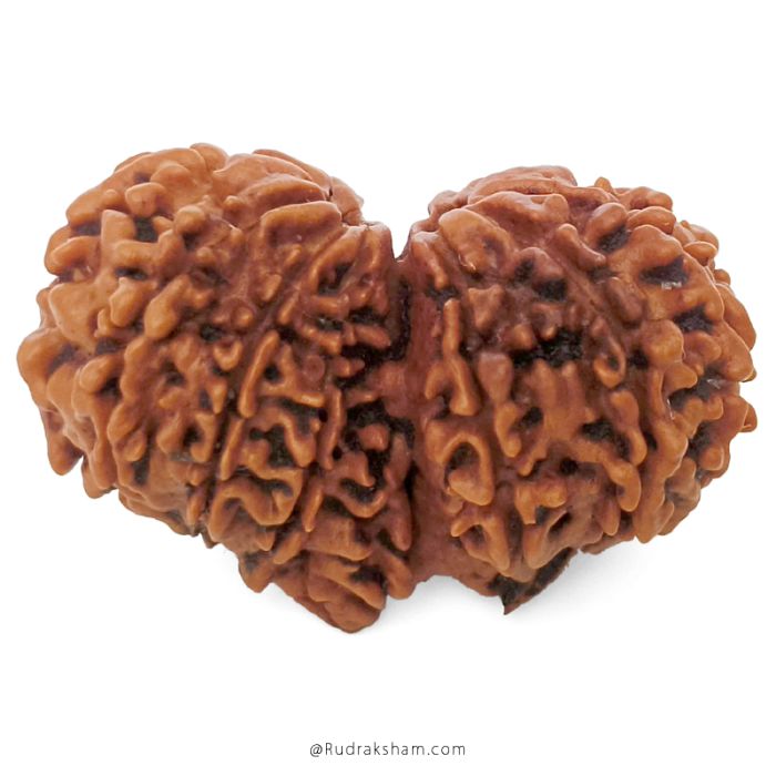 (31.41mm) Gauri Shankar Rudraksha Bead | 12 Mukhi Gauri Shankar Rudraksha | Gauri Shankar Rudraksha Twelve Mukhi | Shiva Parvati Nepal Bead | Original Energised 100% Natural Bead