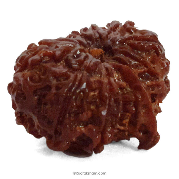 (25.65mm) 12 Mukhi Ganesh Rudraksha Bead from Nepal | Twelve 12 Faced Ganesha Energised & Original Rudraksham Benefits and Mantra